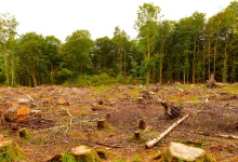Como a Operação no Amapá Reforça o Combate ao Desmatamento e à Recuperação Ambiental