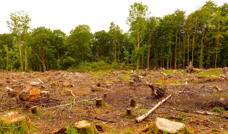 Como a Operação no Amapá Reforça o Combate ao Desmatamento e à Recuperação Ambiental