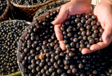 Tecnologia robótica promete transformar a produção de açaí no Amapá