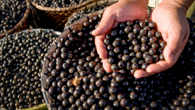 Tecnologia robótica promete transformar a produção de açaí no Amapá