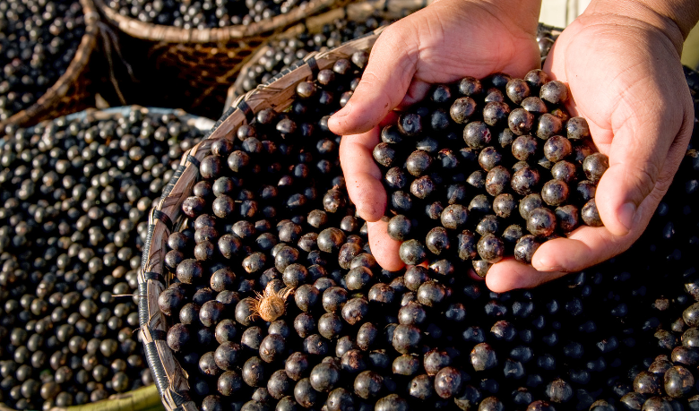 Tecnologia robótica promete transformar a produção de açaí no Amapá