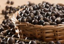 Caroço de açaí vira gás de cozinha e coloca o Amapá no centro da inovação sustentável