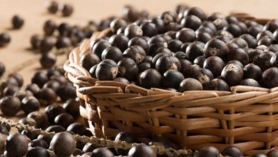 Caroço de açaí vira gás de cozinha e coloca o Amapá no centro da inovação sustentável