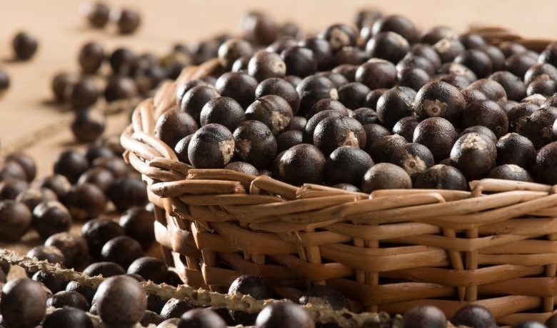 Caroço de açaí vira gás de cozinha e coloca o Amapá no centro da inovação sustentável