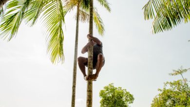 Trabalhador sobe em uma palmeira em área verde de Belém, no Pará.